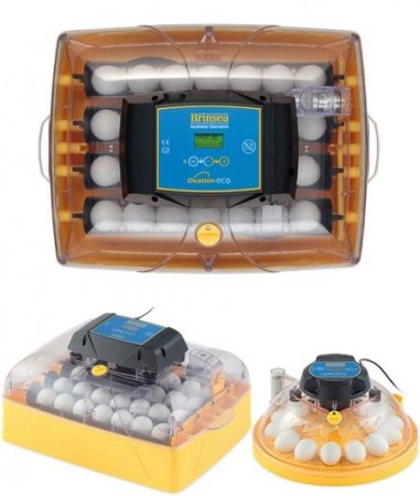 10-100 egg