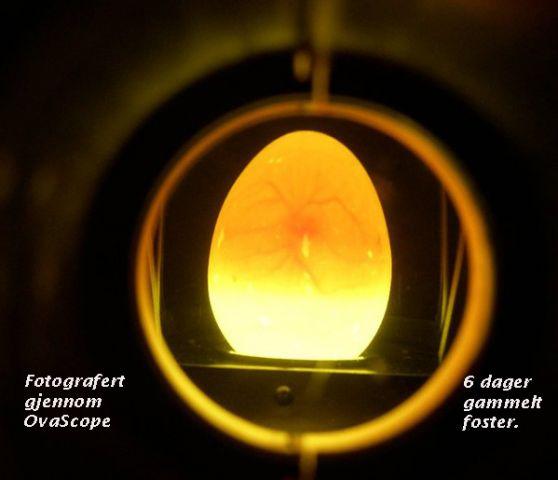Fotografert gjennom OvaScope