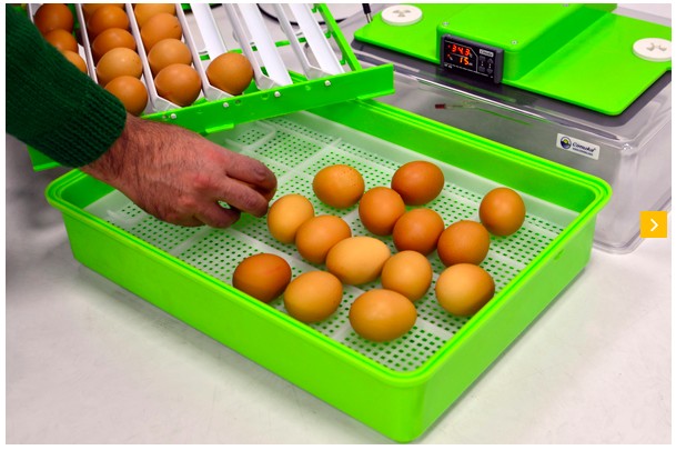 Egg til klekking