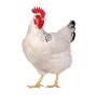 20 egg